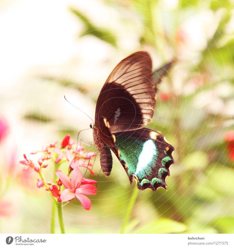 hübsch - hübscher - am hübschesten Natur Pflanze Tier Frühling Sommer Blume Blatt Blüte Garten Park Wiese Wildtier Schmetterling Flügel 1 Blühend fliegen