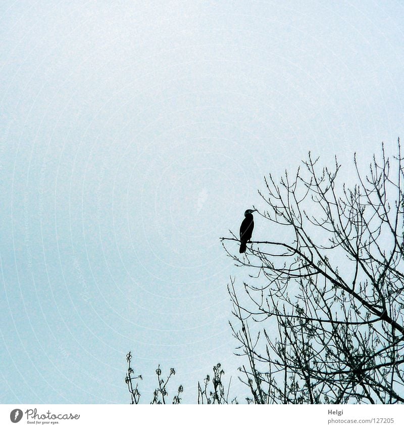 Ausschau halten... Kormoran Vogel Ruderfüßer groß schwarz Metall glänzend Jäger Küken Nest Schnabel gekrümmt Schwanz Küste Binnensee Europa Baum Blick Wolken