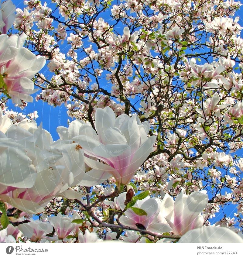 MagnolienBaum Glück schön Natur Frühling Klima Wärme Blume Blüte Blühend Fröhlichkeit blau braun rosa schwarz weiß Stimmung Frühlingsgefühle Perspektive
