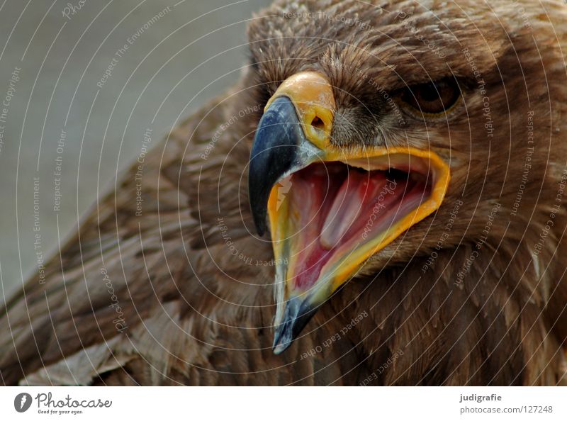 Adler Vogel Greifvogel Schnabel Feder Ornithologie Tier schön schreien Umwelt Farbe steppenadler Zunge Stolz Blick Leben Natur