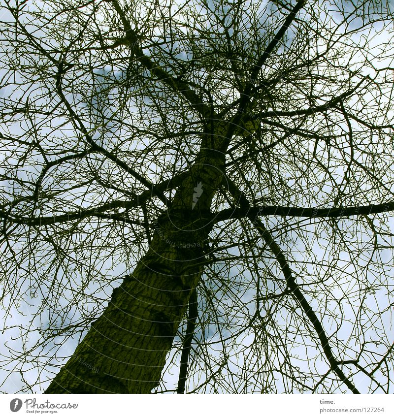 Der Himmel über Berlin Baum Baumkrone Holz Sträucher Denken durcheinander Pflanze Grünpflanze laublos aufstrebend Verkehrswege Kraft Ast Zweig nachdenken