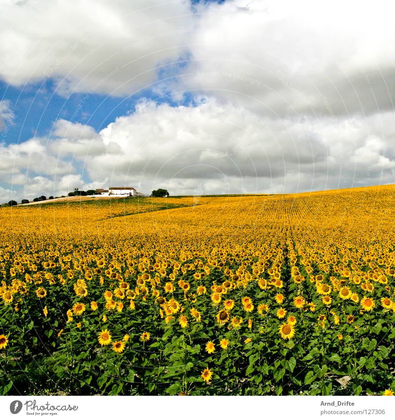 Sonnenblumenfeld IV Wolken Feld Blume Sommer gelb weiß Frühling Horizont Landwirtschaft fleißig Arbeit & Erwerbstätigkeit Fröhlichkeit Freundlichkeit frisch