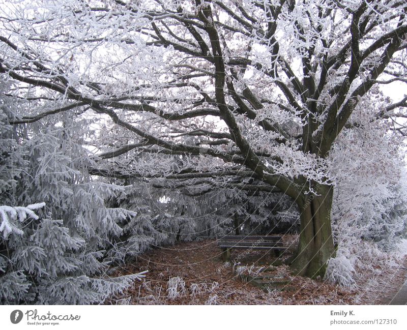 eingeschneit Freiheit Winter Schnee Natur Landschaft Eis Frost Baum Wald Kleinstadt Wege & Pfade alt hell kalt Bank Außenaufnahme Tag