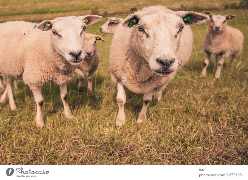 Schafe, die auf Männer starren Natur Gras Wiese Feld Tier Nutztier Schafherde Herde Tierfamilie füttern weich Tierliebe Zusammenhalt Deich mähen Fressen blöken