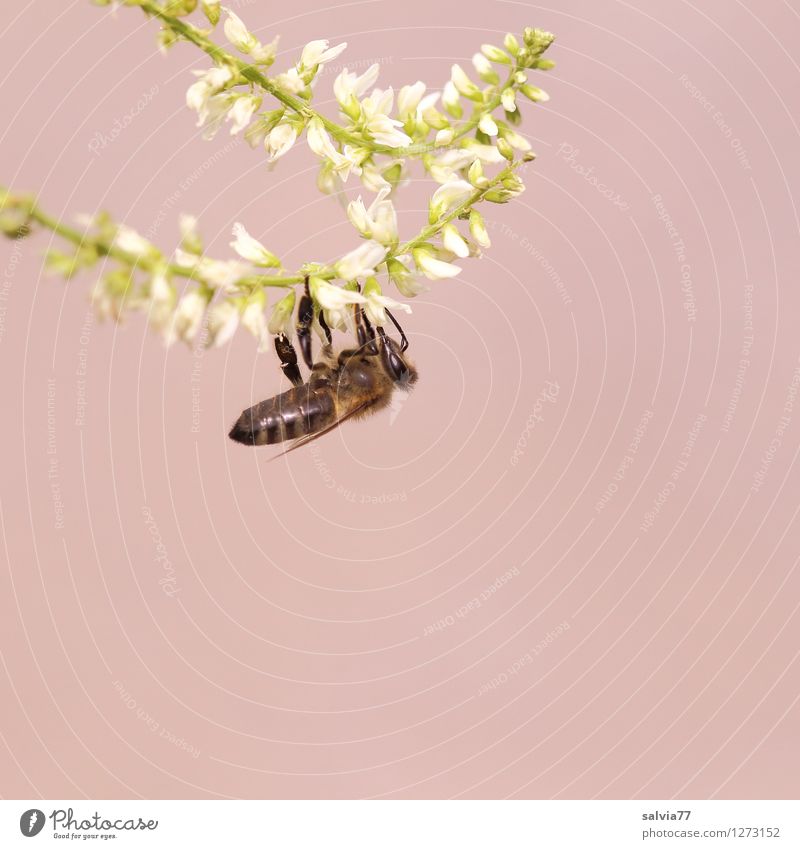 lecker Steinklee Umwelt Natur Pflanze Tier Frühling Sommer Blüte Wildpflanze Nutztier Biene Honigbiene Pollen Insekt 1 Arbeit & Erwerbstätigkeit Blühend Duft
