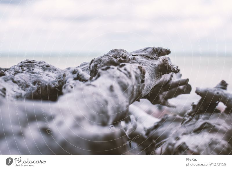 Holzlandschaft Umwelt Natur Pflanze Küste Strand alt trist trocken grau Baumstamm vertrocknet Ast Wurzelholz Treibholz Strandgut ausgebleicht Farbfoto
