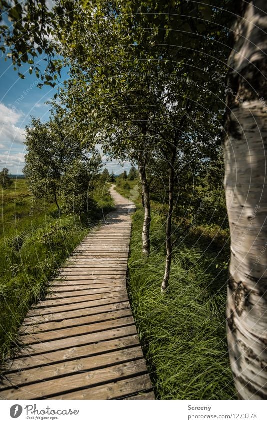 Weiße Birken Ferien & Urlaub & Reisen Tourismus Ausflug wandern Natur Landschaft Pflanze Himmel Wolken Sommer Schönes Wetter Baum Gras Sträucher Eifel