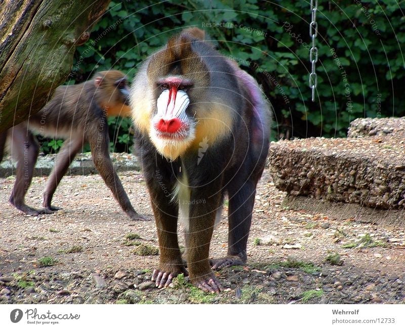 Mich laust der Affe Affen Mandrill Zoo Duisburg