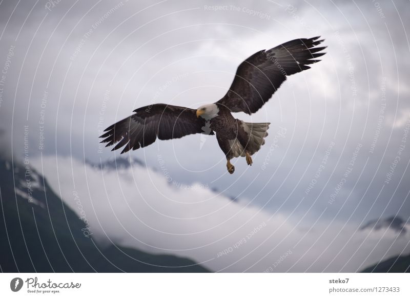 Landeanflug Wolken Berge u. Gebirge Weisskopfseeadler 1 Tier fliegen Jagd Freiheit Leichtigkeit Alaska Textfreiraum unten