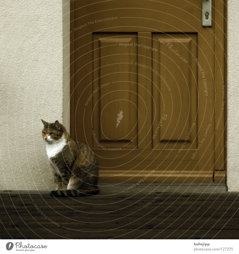 warten auf den milchmann Katze Streifen Tier Haus Wohnung Mensch Vorstadt Eingang Ausgang Türsteher gelb braun weiß Liebling Tom und Jerry Fressen Säugetier cat