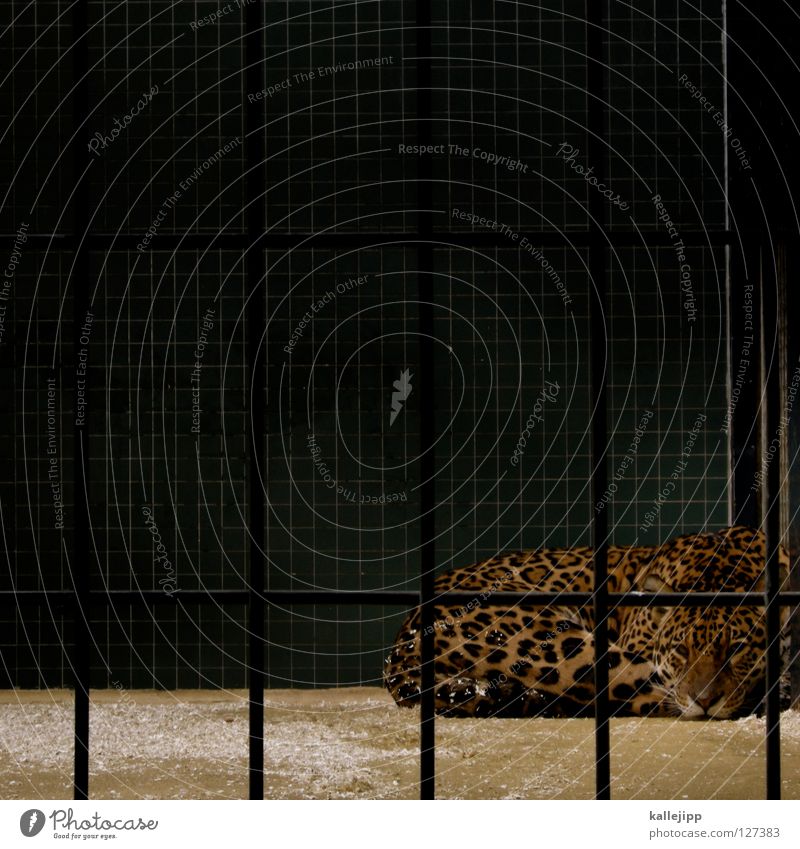 katzenfoto Zoo Käfig gefangen Lebewesen Qual Landraubtier Raubkatze Katze Leopard Fleischfresser Muster Gitter Schwanz Besucher Säugetier Quadrat schlafen