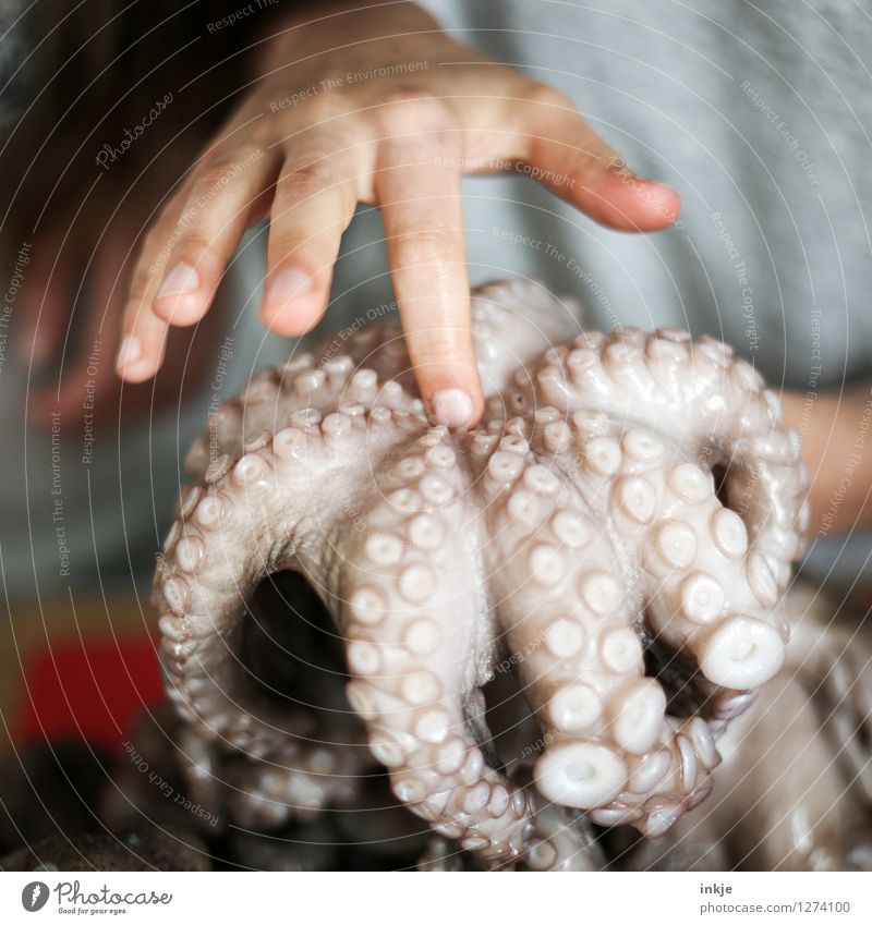 Oktopus 3 Lebensmittel Meeresfrüchte Ernährung Lifestyle Kind Kindheit Jugendliche Hand Finger 1 Mensch Wildtier Totes Tier oktopus Kraken Tintenfisch Saugnapf