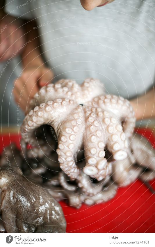 Oktopus 1 Meeresfrüchte Tintenfisch Ernährung Lifestyle Kindererziehung Bildung Küche Mensch Totes Tier Kraken Saugnapf beobachten Ekel Neugier Gefühle Stimmung
