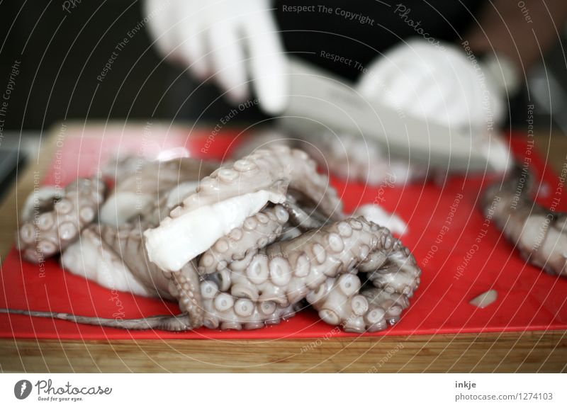 Oktopus 6 Meeresfrüchte Tintenfisch oktopus Ernährung Hand 1 Mensch Wildtier Totes Tier liegen authentisch Ekel Gefühle Glätte Haufen abschneiden Farbfoto