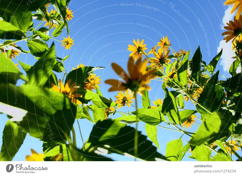 Blumen Sonnenhut Korbblütengewächs Blüte Sommer Blühend Froschperspektive Himmel Wolkenloser Himmel Schönes Wetter Tag Textfreiraum Licht Schatten Garten