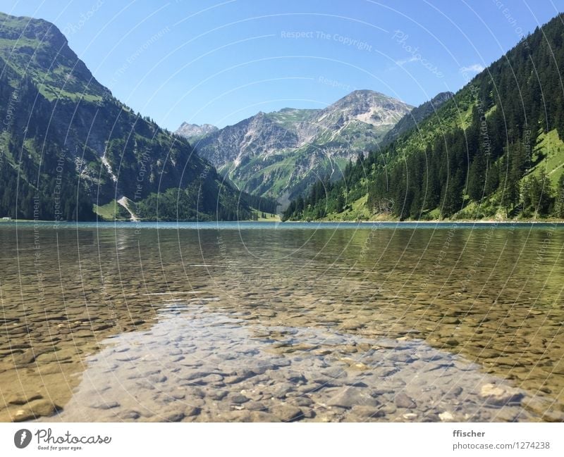 Vilsalpsee Natur Landschaft Urelemente Wasser Himmel Wolkenloser Himmel Sonne Sommer Wetter Schönes Wetter Baum Wald Alpen Berge u. Gebirge Seeufer Bergsee