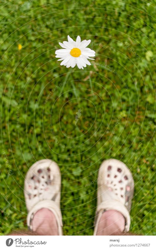 Ein blumiges Gegenüber Mensch Fuß 1 Natur Pflanze Frühling Sommer Blüte Margerite Wiese beobachten stehen authentisch einzigartig grün Freude Frühlingsgefühle