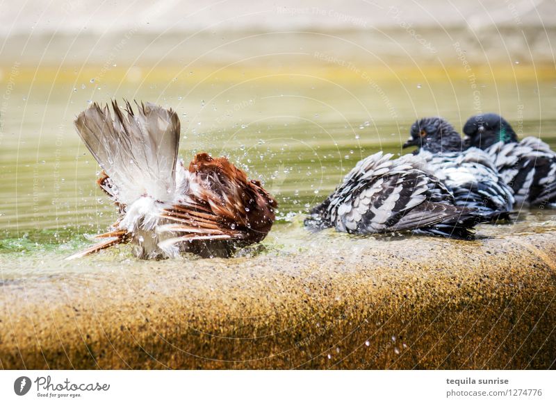 Waschtag Wasser Barcelona Stadtzentrum Brunnen Vogel Taube Tiergruppe dreckig Sauberkeit Waschen Farbfoto Menschenleer Tag
