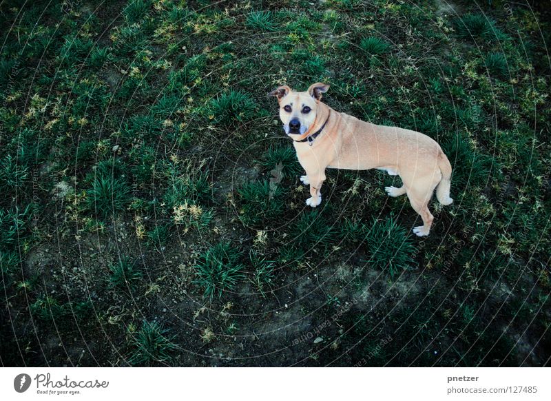 Na guck mal! Hund Tier Haustier Mischling Labrador Wiese Gras Feld Vogel Säugetier Freude jonny Blick blick in kamera oben Perspektive