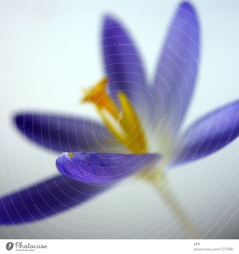 Krokus Krokusse Blume Blüte Pflanze Blütenblatt violett Kraft Frühling zusätzlich Komplementärfarbe Makroaufnahme Nahaufnahme Crocus Natur Stempel Violet blau
