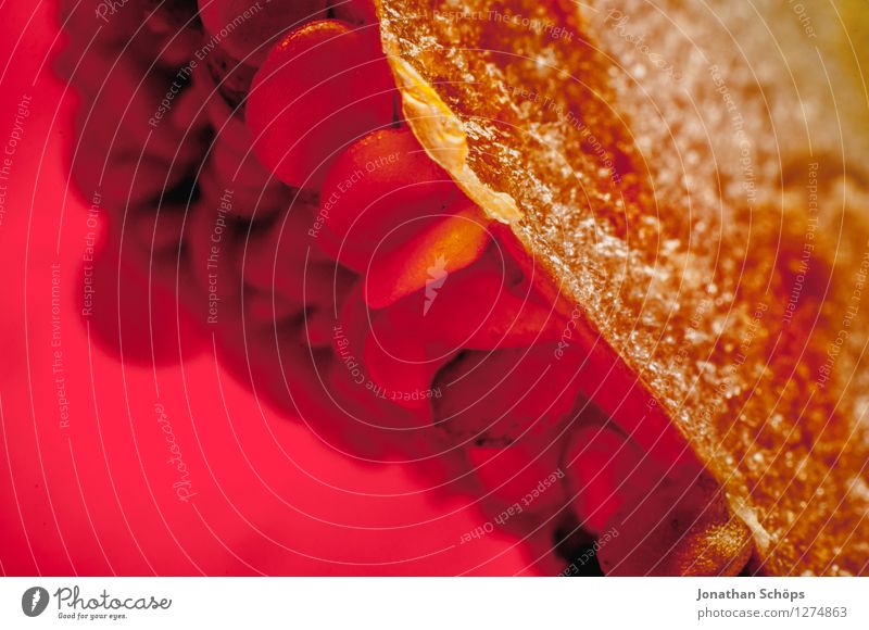 Die Paprika II Lebensmittel Gemüse Ernährung Gesunde Ernährung Speise Essen Foodfotografie Bioprodukte Vegetarische Ernährung Slowfood Fingerfood ästhetisch rot