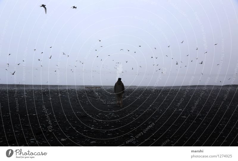 die Vögel Mensch maskulin 1 Tier Vogel Schwarm Stimmung Nebel Strand dunkel Ferne Island Reisefotografie mystisch Farbfoto Außenaufnahme Dämmerung Licht