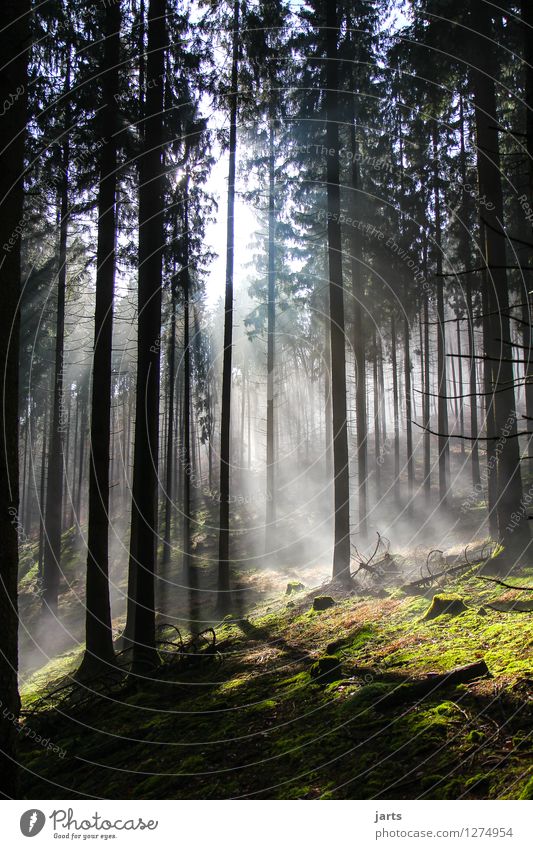 sinfonie des waldes Umwelt Natur Landschaft Schönes Wetter Nebel Baum Wald leuchten frisch Gesundheit hell natürlich Gelassenheit geduldig ruhig Hoffnung
