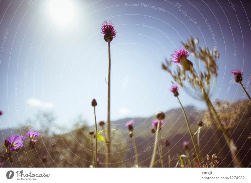 Alpenwiese Umwelt Natur Pflanze Himmel Sommer Schönes Wetter Blume natürlich violett Farbfoto Außenaufnahme Nahaufnahme Menschenleer Tag Sonnenlicht