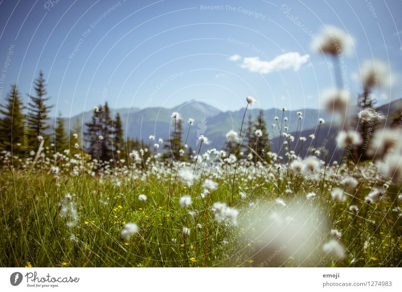 Alpenwiese Umwelt Natur Landschaft Pflanze Frühling Sommer Schönes Wetter Blume Wiese natürlich blau grün Farbfoto Außenaufnahme Menschenleer Tag