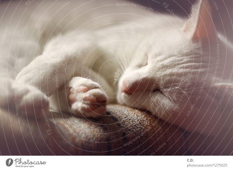 Gino II Fell weißhaarig kurzhaarig Haustier Katze Erholung schlafen niedlich Müdigkeit Katzenpfote Farbfoto Innenaufnahme Menschenleer Tag Tierporträt