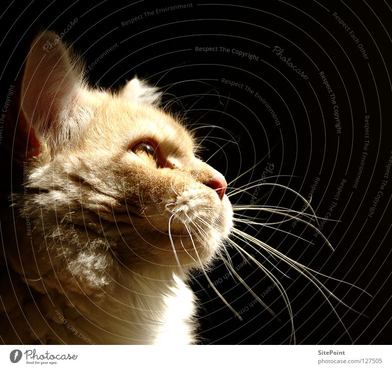 Im Licht Katze Silhouette Schnurrhaar schwarz Säugetier Hauskatze MaineCoon Schatten Profil cat light face