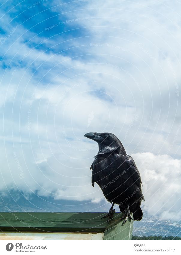 Märchen | Einer der sieben Umwelt Natur Himmel Wolken Frühling Schönes Wetter Berge u. Gebirge Gipfel Tier Wildtier Vogel 1 listig blau grün schwarz weiß
