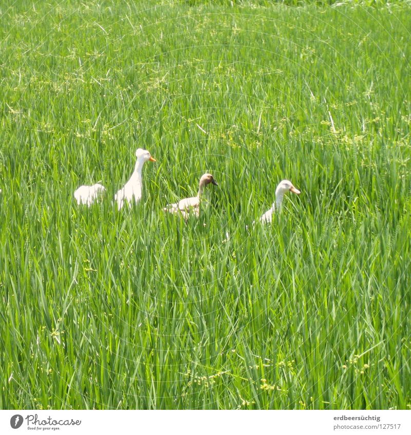 schnatternde Damen im Feld Gras Vogel grün Halm Gans Reis Reihe hintereinander Federvieh Spaziergang Außenaufnahme