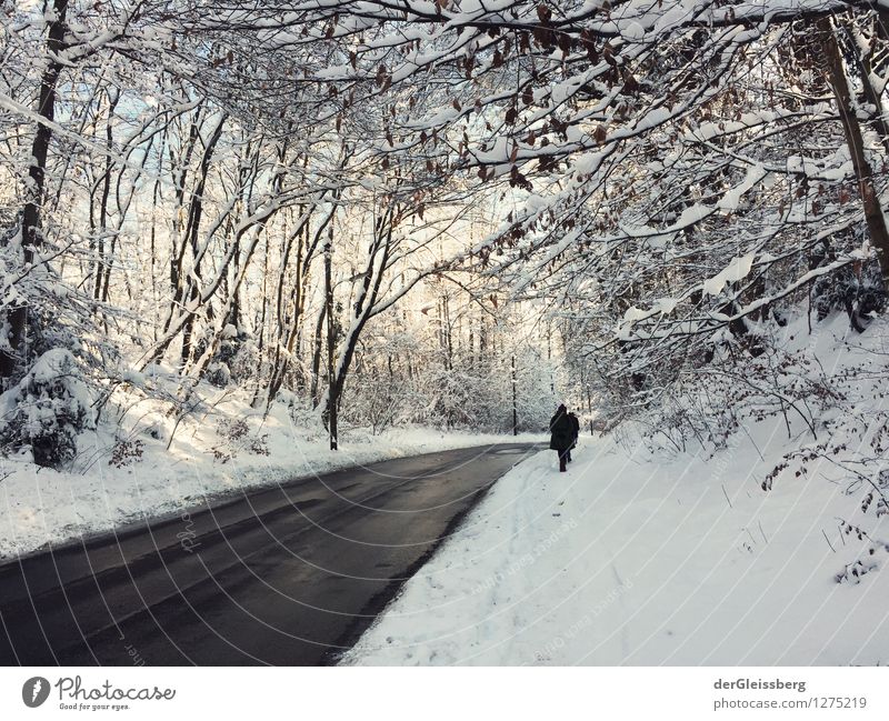 Schneelandschaft mit Straße wandern 1 Mensch Natur Landschaft Winter Wetter Schönes Wetter Eis Frost Baum Wald München Allee Fußgänger laufen grau weiß