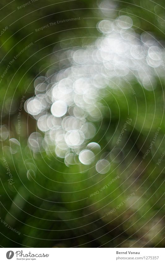 hochprozentig | schärfeverlust Umwelt Natur Pflanze Wasser Sommer Gras Flussufer schön grün schwarz weiß traumhaft Kreis rund Unschärfe Licht Haufen