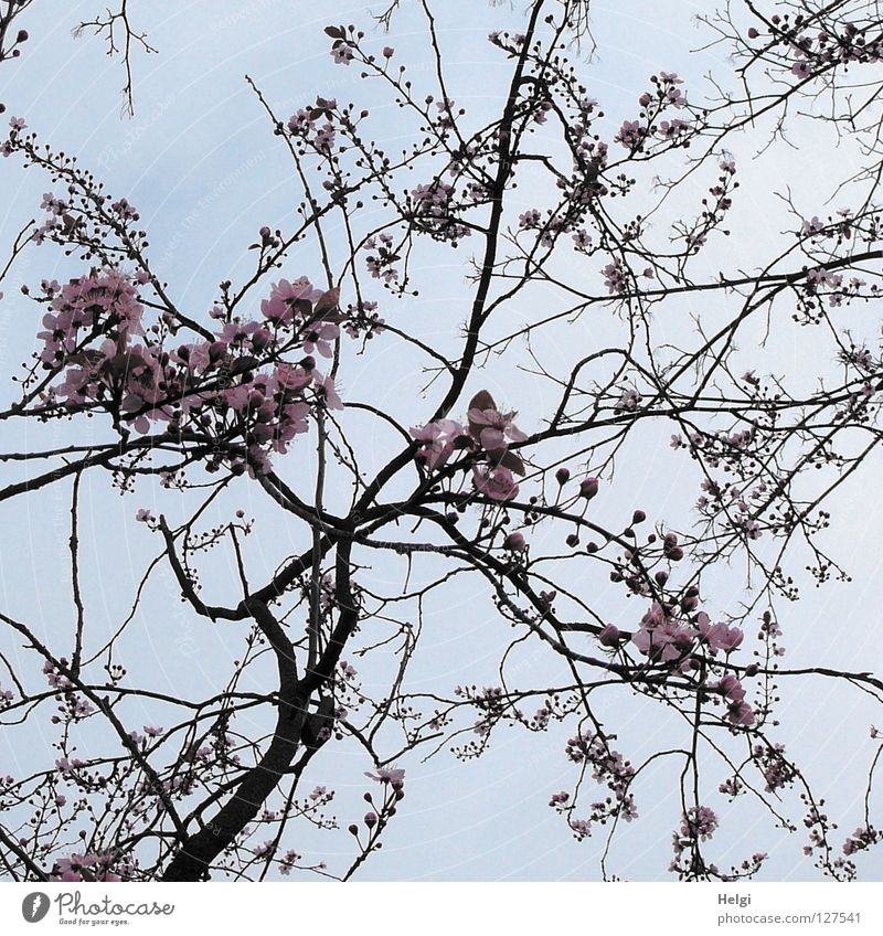 Zweige mit Blüten der Zierkirsche vor grauem Himmel Blühend Baum Frühling März April Frühblüher Geäst verzweigt mehrere lang dünn gekrümmt krumm