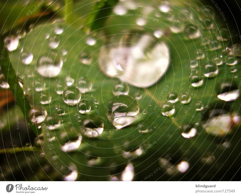 Arm und Reich Blatt grün nass frisch glänzend nah Regen blitzen Gewitterregen groß klein Makroaufnahme liquide verteilen mehrere reich Nahaufnahme Park Tränen