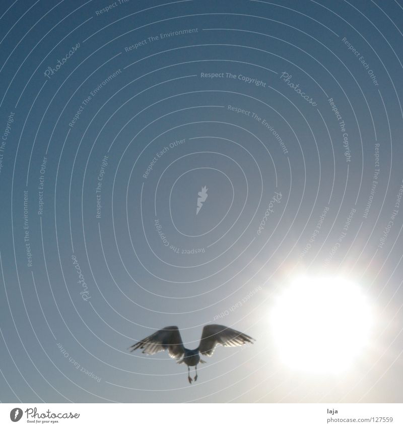 Wie Phönix aus der ... Sonne Vogel Möwe Strand Außenaufnahme Sonnenaufgang Sommer Meer Himmel blau Freiheit Kontrast Schönes Wetter Larus fliegen Luftverkehr