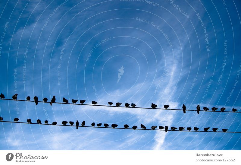 Sontags Tauben - Himmels Zuschauer Wolken Elektrizität Strommast himmelblau Blick Publikum Erholung Zusammensein Pause 2 Vogel Langeweile Silhouette Kabel oben
