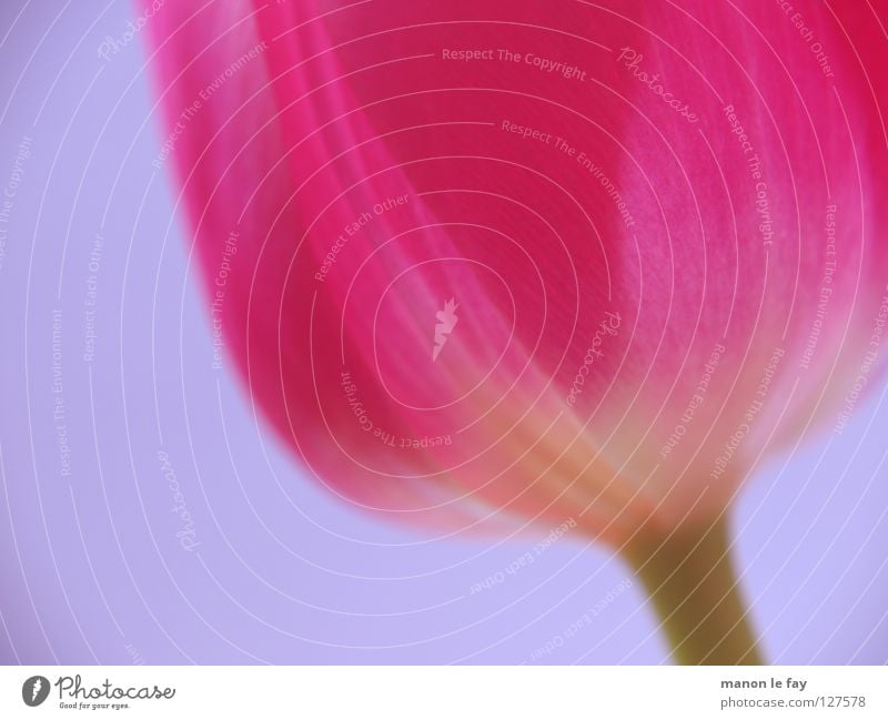 E Dulbe rosa violett Tulpe Hintergrundbild Unschärfe Frühling Sommer Blume Blüte Blütenkelch Niederlande zerbrechlich Makroaufnahme Nahaufnahme blau schön