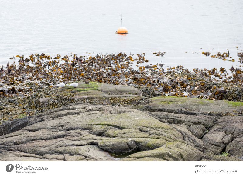 Landschaft mit Boje und Seetang Natur Pflanze Felsen Stein natürlich Kelp Wasser Algen orange Arktis Seeschwalben Føroyar Dänemark Farbfoto Außenaufnahme