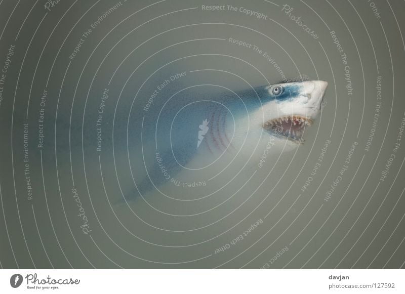 Der Weiße Hai II Haifisch gefährlich weiß grau Aktion Fleischfresser böse Appetit & Hunger groß klein Angriff attackieren Angst Panik Schifffahrt weiße Hai