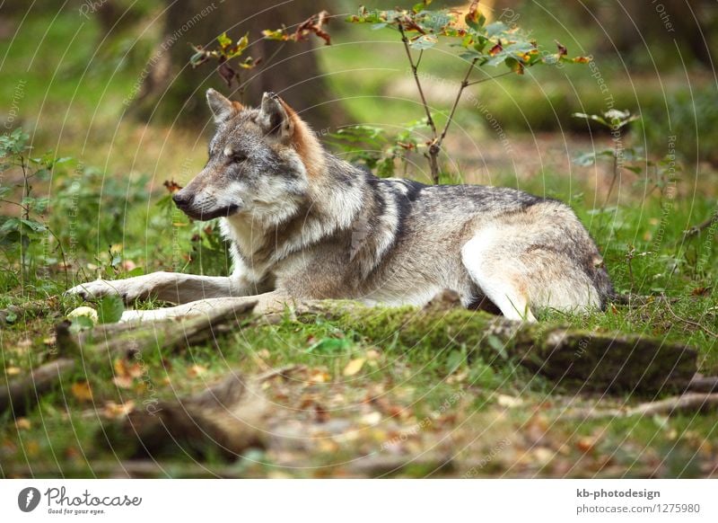Grey wolf in a park Tier Wildtier Wolf 1 wild animal attention beauty danger dangerous earth forest furry grass hide hunt hunting mammal wilderness wolves