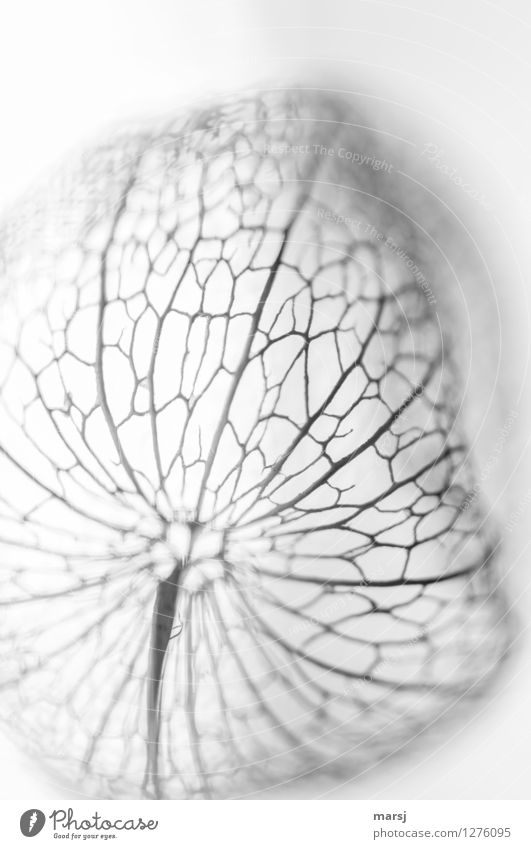 fein vernetzt Pflanze Lampionblume Netz außergewöhnlich dünn authentisch einfach Zusammensein natürlich trist Ende Vernetzung Verbindung gerippe Grundstruktur