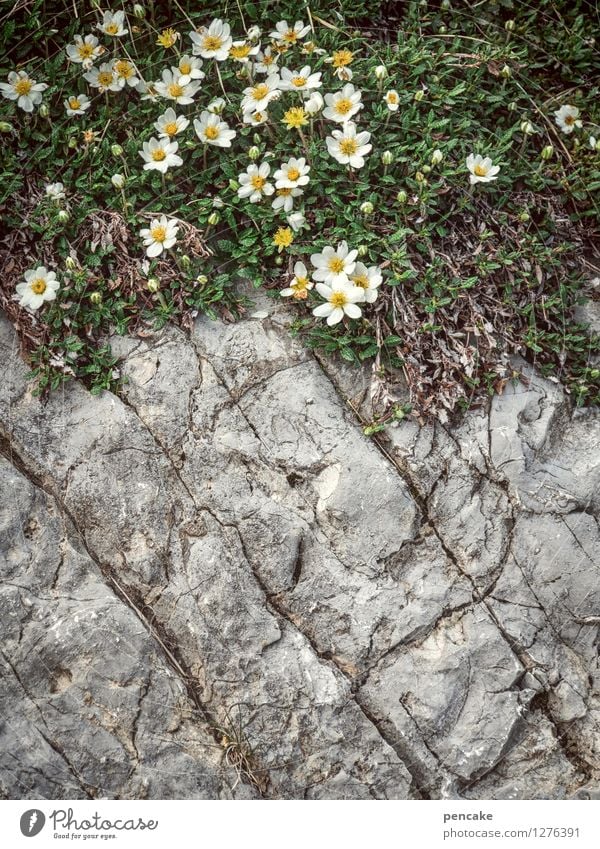 bergadern Natur Pflanze Urelemente Blume Felsen Alpen alt ästhetisch authentisch eckig einfach Fröhlichkeit trocken Partnerschaft Design Idylle Kraft