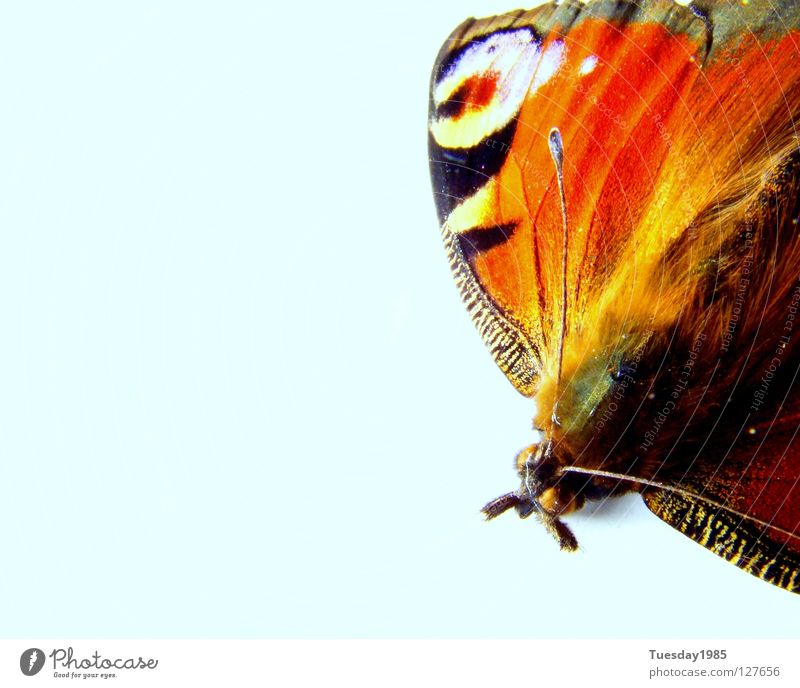 Die letze Ruhe Schmetterling Tier mehrfarbig ruhig Einsamkeit Makroaufnahme Nahaufnahme Natur Kontrast blau Farbe
