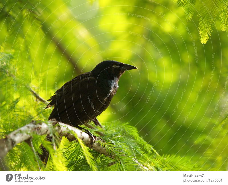 Blackbird Natur Tier Sonne Sommer Pflanze Baum Grünpflanze Wald Wildtier Vogel Flügel 1 Zufriedenheit Lebensfreude Frühlingsgefühle Optimismus Tierliebe