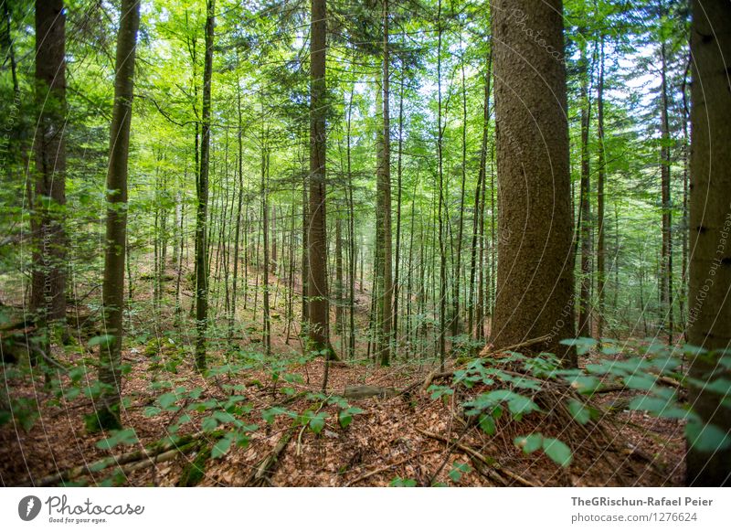 Wald Umwelt Natur Landschaft Pflanze Luft Baum Sträucher Moos Blatt braun grau grün schwarz weiß Boden Außenaufnahme Spaziergang Ast Farbfoto Menschenleer