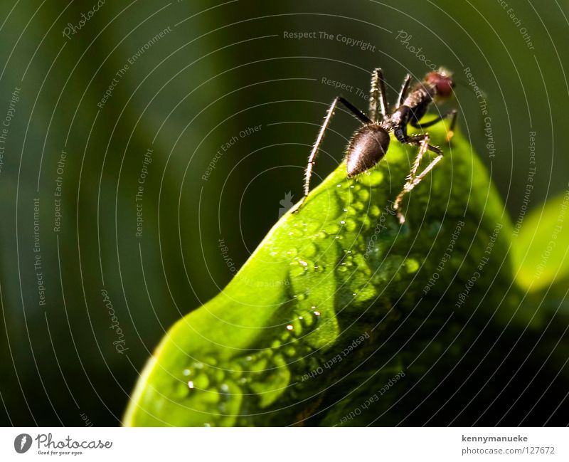 Ant Story Makroaufnahme Nahaufnahme Indonesia ant morning dew insect adventure Unschärfe