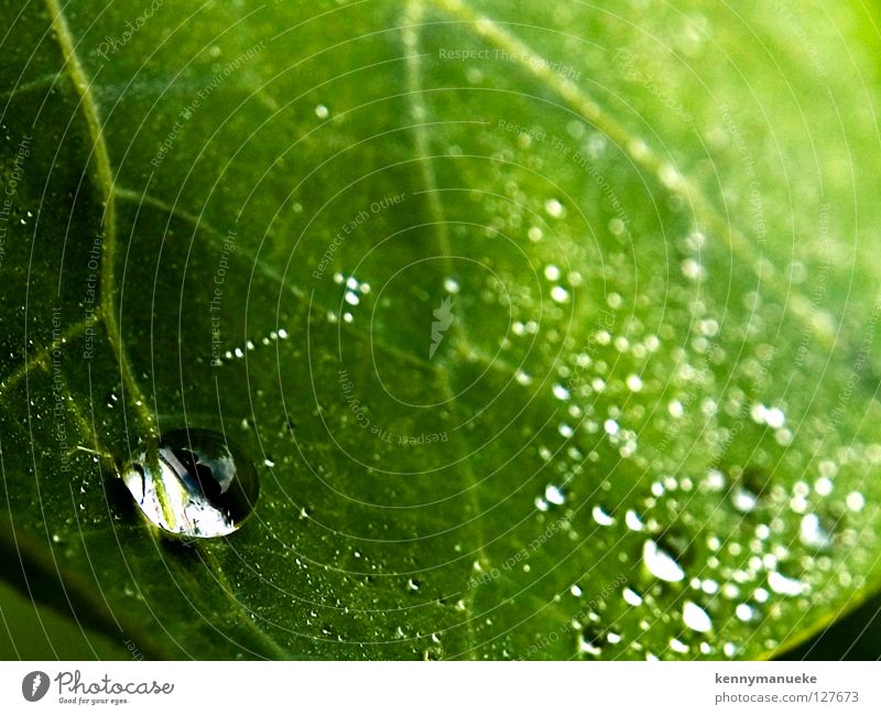 Drop Makroaufnahme Nahaufnahme Water morning Indonesia leaf Unschärfe fibers
